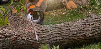 Best Hedge Trimming  in Kayak Point, WA