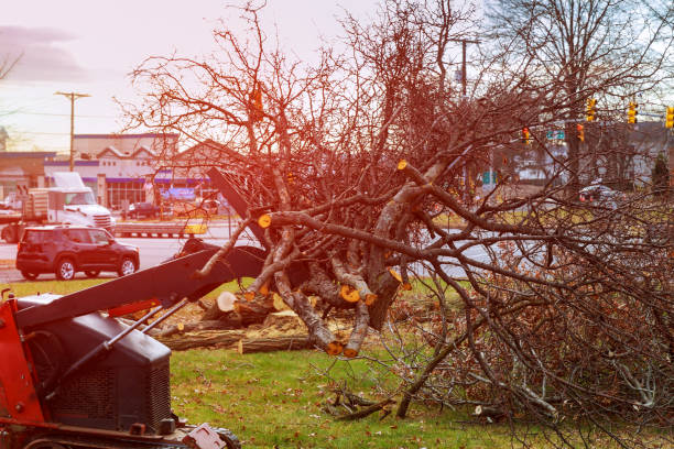  Kayak Point, WA Tree Care Pros