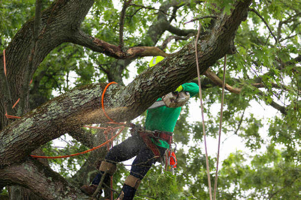 Best Tree Disease Treatment  in Kayak Point, WA