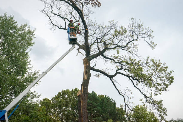 Best Hazardous Tree Removal  in Kayak Point, WA
