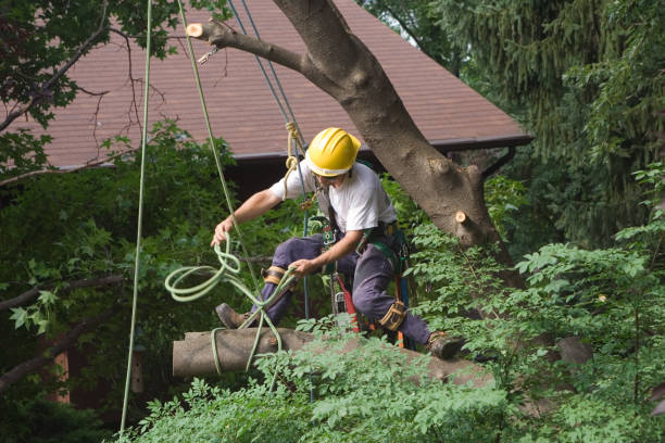 Best Lawn Watering Services  in Kayak Point, WA