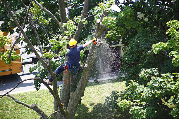 Best Fruit Tree Pruning  in Kayak Point, WA
