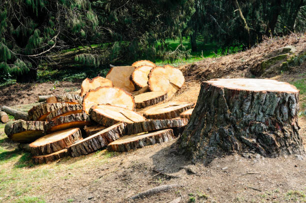Best Hazardous Tree Removal  in Kayak Point, WA